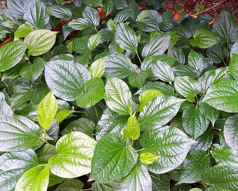 Green Betel Leaf Plants - 4 Live Piper Betel Lalot Lolot Plants Piper Sarmentosum Plants 8-12 Inch Tall