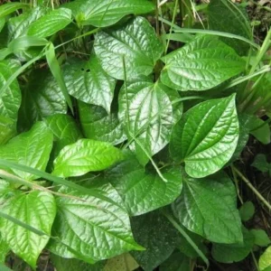 Green Betel Leaf Plants - 4 Live Piper Betel Lalot Lolot Plants Piper Sarmentosum Plants 8-12 Inch Tall
