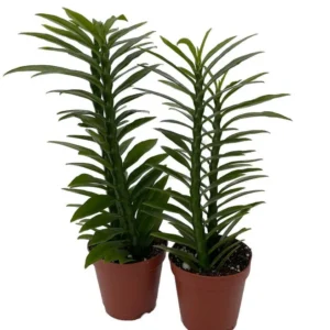 Green Devil’s Backbone Plant – Subtropical Pedilanthus 2-Pack 2