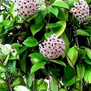 Green Hoya Carnosa Wax Flower Plant – 5