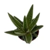 Green Ice Gasteraloe Hybrid – Compact Succulent 2.5" Pot for Indoor Décor