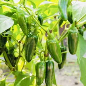 Green Jalapeno Chili Pepper Plants - 3 Super Hot Live Plants