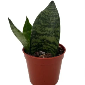 Green Koi Fin Sansevieria – Snake Plant Indoor, 2.5 Inch Pot