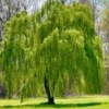 Green Weeping Willow Tree 3 Bare-root - Decorative Tree for Landscaping - 1-2 Feet Tall