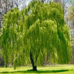 Green Weeping Willow Tree 3 Bare-root - Decorative Tree for Landscaping - 1-2 Feet Tall
