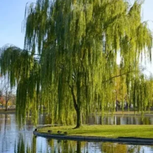 Green Weeping Willow Tree 3 Bare-root - Decorative Tree for Landscaping - 1-2 Feet Tall