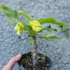 Green Yellow Crown of Thorns 7" Rooted Live Plant Big Flowers Euphorbia