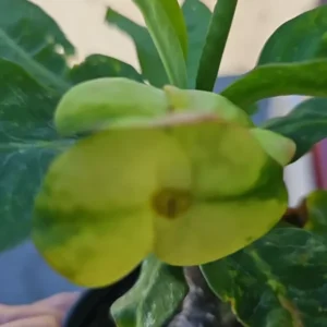 Green Yellow Crown of Thorns 7