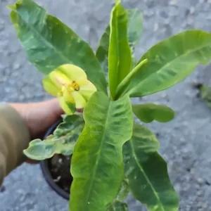 Green Yellow Crown of Thorns 7