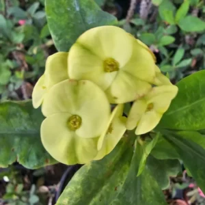 Green Yellow Crown of Thorns 7