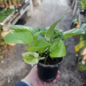 Greenjula Pothos - Epipremnum Aureum - 2 Inch Pot - Manjula Sport