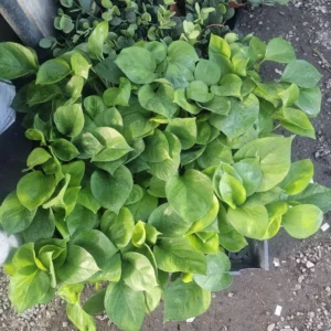 Greenjula Pothos - Epipremnum Aureum - 2 Inch Pot - Manjula Sport