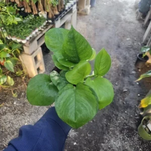Greenjula Pothos - Epipremnum Aureum - 2 Inch Pot - Manjula Sport