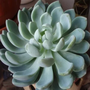 Grey Red Desert Rose - Echeveria Succulent in 2.5