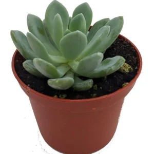 Grey Red Desert Rose - Echeveria Succulent in 2.5