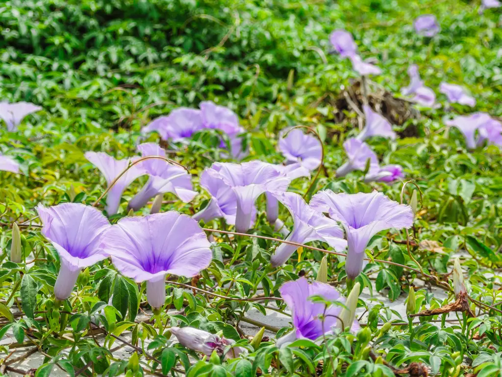Ground Morning Glory (Convolvulus sabatius)