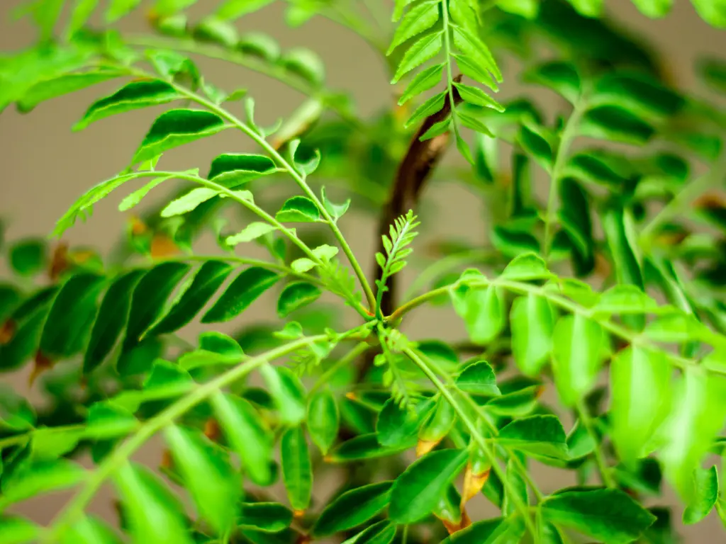 Growing Curry Leaf Plant