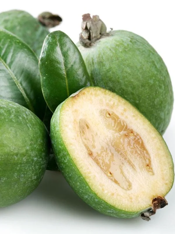 Guava Tree Live Plant - Pineapple Guava 4-6 Inch Tropical Fruit Tree - Indoor/Outdoor Garden