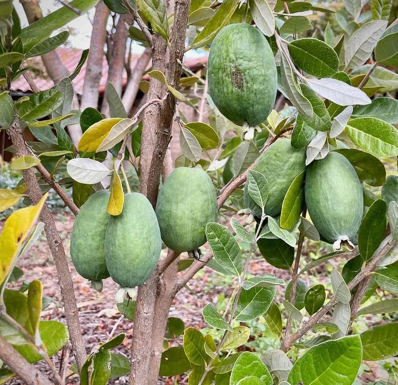 Guava Tree Live Plant - Pineapple Guava 4-6 Inch Tropical Fruit Tree - Indoor/Outdoor Garden