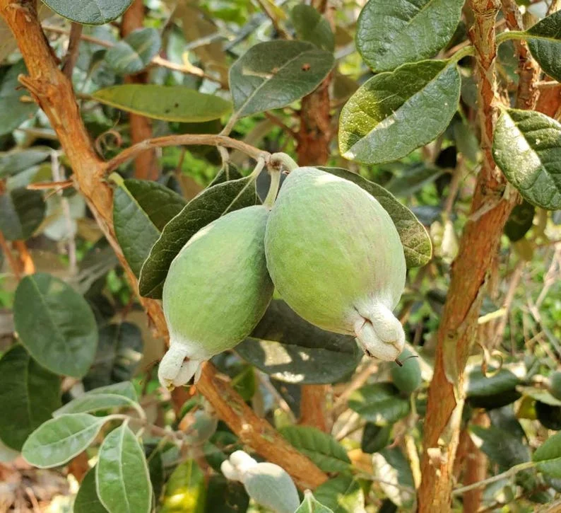 Guava Tree Live Plant - Pineapple Guava 4-6 Inch Tropical Fruit Tree - Indoor/Outdoor Garden