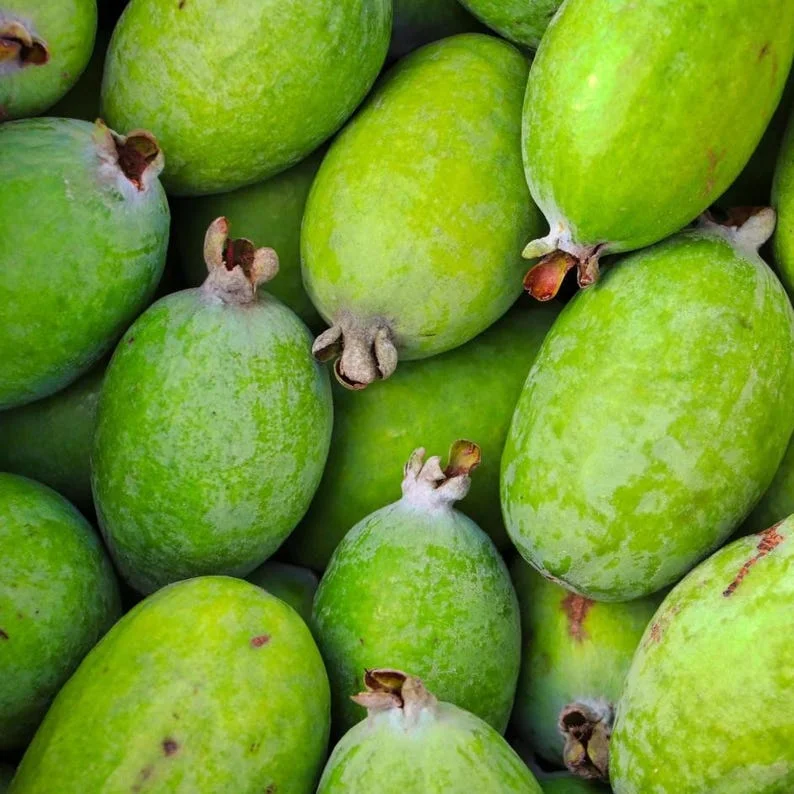 Guava Tree Live Plant - Pineapple Guava 4-6 Inch Tropical Fruit Tree - Indoor/Outdoor Garden