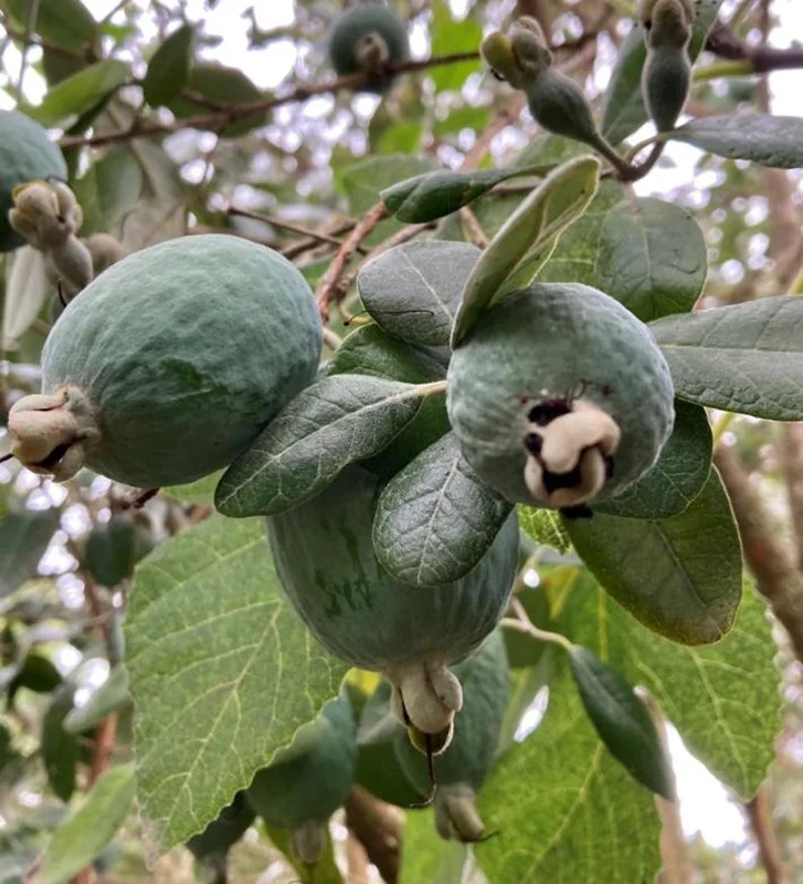 Guava Tree Live Plant - Pineapple Guava 4-6 Inch Tropical Fruit Tree - Indoor/Outdoor Garden