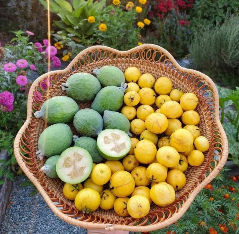 Guava Tree Live Plant - Pineapple Guava 4-6 Inch Tropical Fruit Tree - Indoor/Outdoor Garden