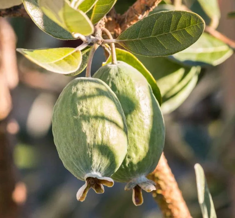 Guava Tree Live Plant - Pineapple Guava 4-6 Inch Tropical Fruit Tree - Indoor/Outdoor Garden