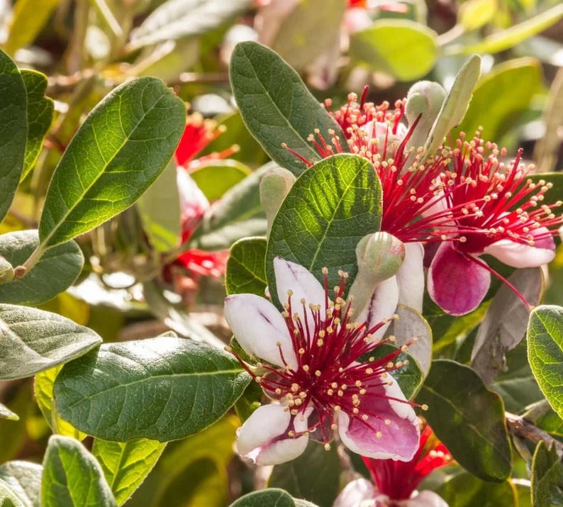 Guava Tree Live Plant - Pineapple Guava 4-6 Inch Tropical Fruit Tree - Indoor/Outdoor Garden