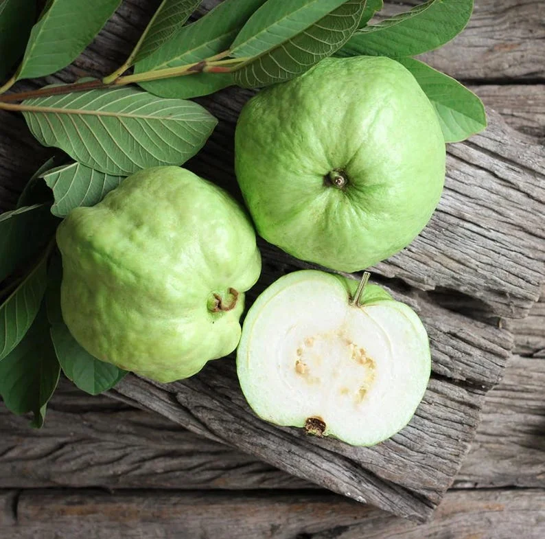 Guava Tree Live Plant - White Guava, 4-8 Inch Tall - For Gardening