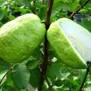 Guava Tree Live Plant - White Guava, 4-8 Inch Tall - For Gardening