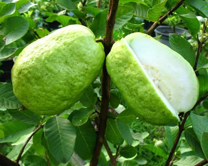 Guava Tree Live Plant - White Guava, 4-8 Inch Tall - For Gardening