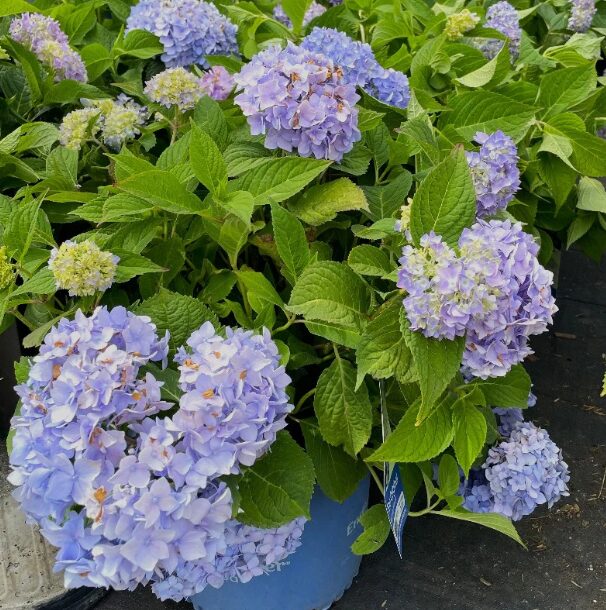 Hydrangea Starter Plant - Assorted Varieties - 5-7 Inch - 2.5 Inch Pot - Dormant - Image 2