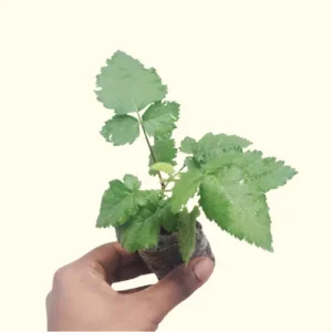 Big Daddy Thornless Blackberry plant