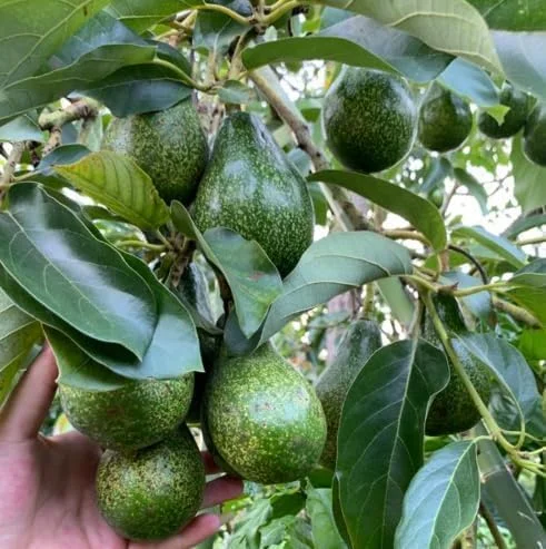 HASS Avocado Tree - 2ft Cold Hardy Fruit Plant - Avocado Hass - Persea Americana pLANT