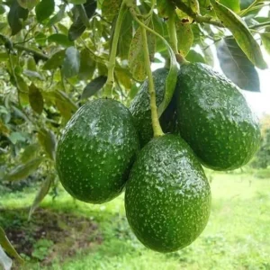 HASS Avocado Tree - 2ft Cold Hardy Fruit Plant - Avocado Hass - Persea Americana pLANT