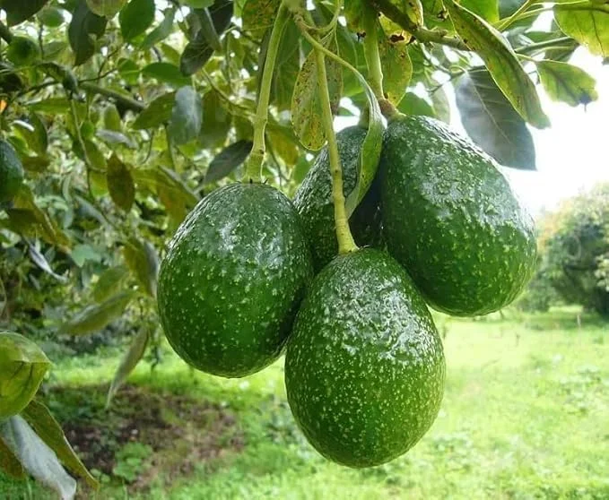 HASS Avocado Tree - 2ft Cold Hardy Fruit Plant - Avocado Hass - Persea Americana pLANT