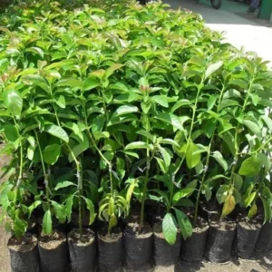 HASS Avocado Tree - 2ft Cold Hardy Fruit Plant - Avocado Hass - Persea Americana pLANT