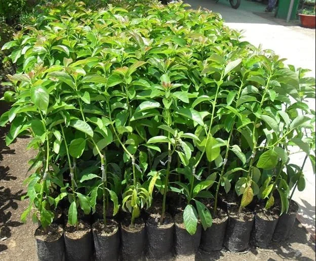 HASS Avocado Tree - 2ft Cold Hardy Fruit Plant - Avocado Hass - Persea Americana pLANT