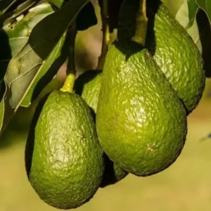 HASS Avocado Tree - 2ft Cold Hardy Fruit Plant - Avocado Hass - Persea Americana pLANT