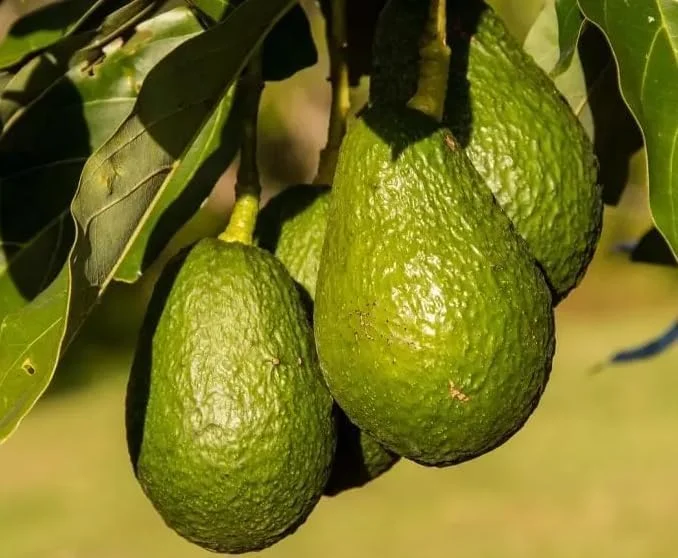 HASS Avocado Tree - 2ft Cold Hardy Fruit Plant - Avocado Hass - Persea Americana pLANT