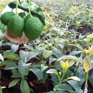HASS Avocado Tree - 2ft Cold Hardy Fruit Plant - Avocado Hass - Persea Americana pLANT