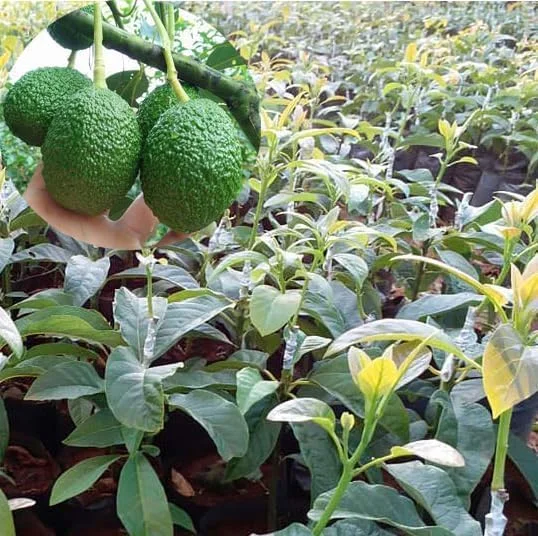HASS Avocado Tree - 2ft Cold Hardy Fruit Plant - Avocado Hass - Persea Americana pLANT
