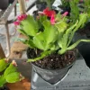 HOT PINK Christmas Thanksgiving Cactus - 4" Pot - Fast Growing, Flowering Plant