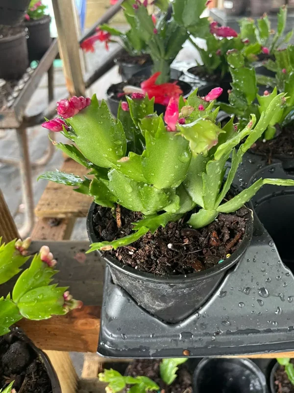 HOT PINK Christmas Thanksgiving Cactus - 4" Pot - Fast Growing, Flowering Plant