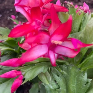 HOT PINK Christmas Thanksgiving Cactus - 4