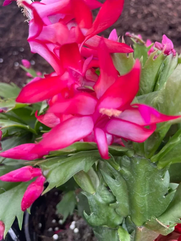HOT PINK Christmas Thanksgiving Cactus - 4" Pot - Fast Growing, Flowering Plant