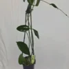 HOYA DOI TUNG Hanging Plant - 15" Tall in 4" Pot - Lush Tropical Greenery