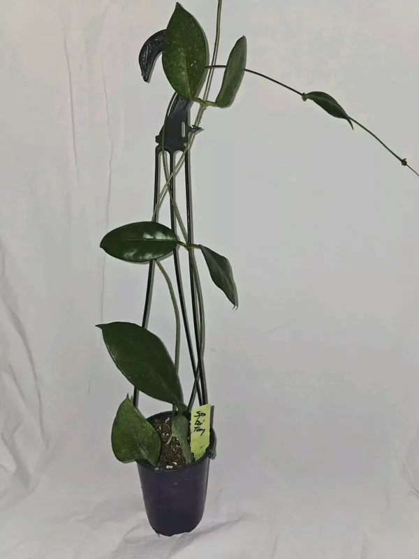 HOYA DOI TUNG Hanging Plant - 15" Tall in 4" Pot - Lush Tropical Greenery