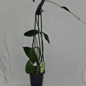 HOYA DOI TUNG Hanging Plant - 15